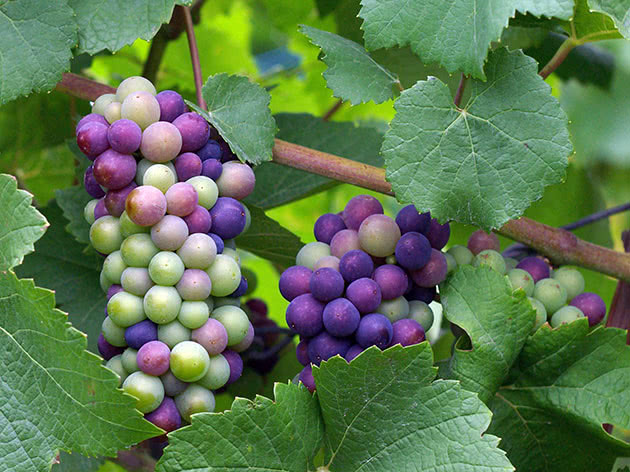Дозріваючий виноград