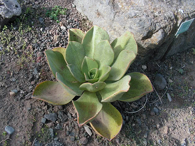 Эониум благородный (Aeonium nobile)
