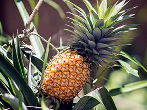 Комнатный ананас
