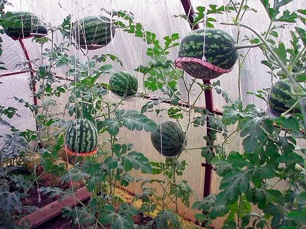 Условия выращивания арбузов в теплице
