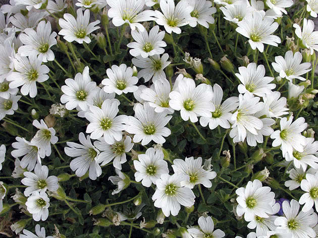 Роговик альпійський (Cerastium alpinum)