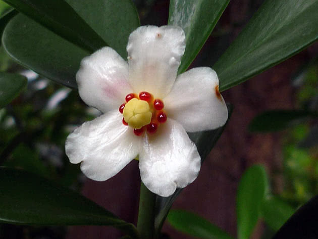 Клузия крупноцветковая (Clusia grandiflora)