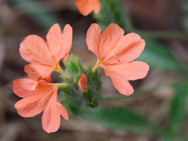 Квітка кроссандра – хвороби і шкідники
