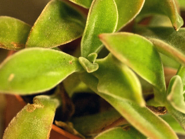 Ечеверія багряна (Echeveria coccinea)