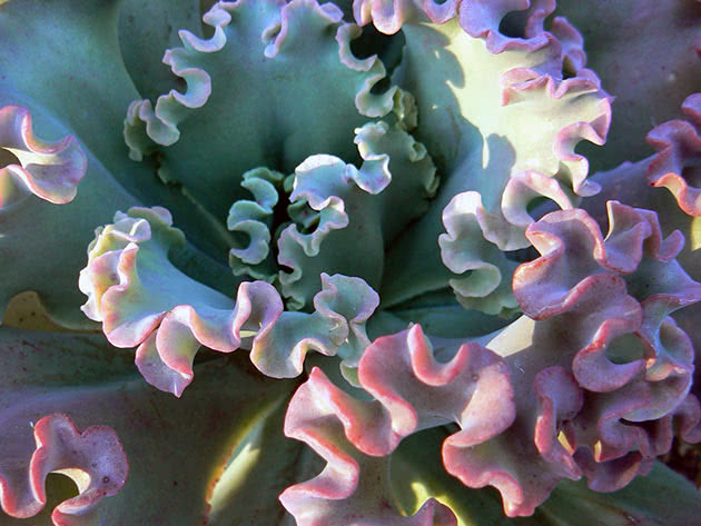 Эхеверия горбатоцветковая Жемчужина Нюрнберга (Echeveria × gibbiflora)
