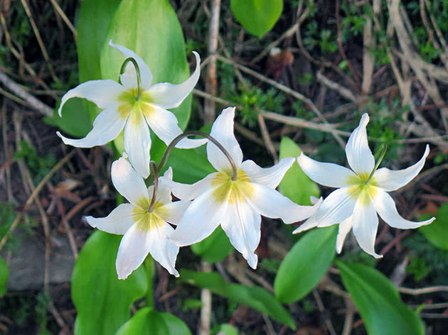 Еритроній гірський (Erythronium montanum)