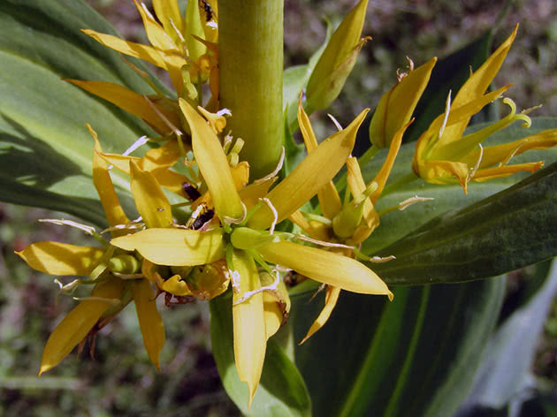 Тирлич жовтий (Gentiana lutea)