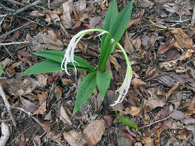 Гіменокаліс трубчастоквітковий (Hymenocallis tubiflora)