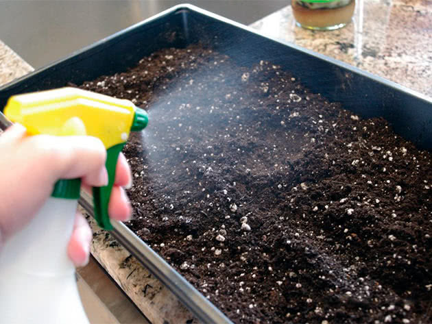 Обработка марганцовкой почвы