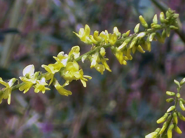 Донник желтый (Melilotus officinalis)