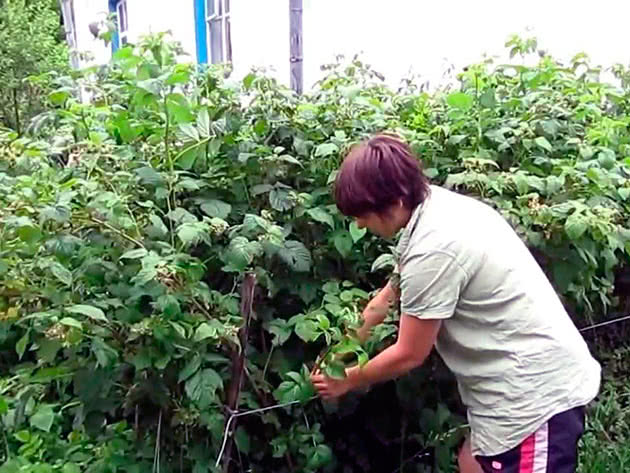 Как увеличить урожай малины в 5 раз – двойная обрезка по Соболеву
