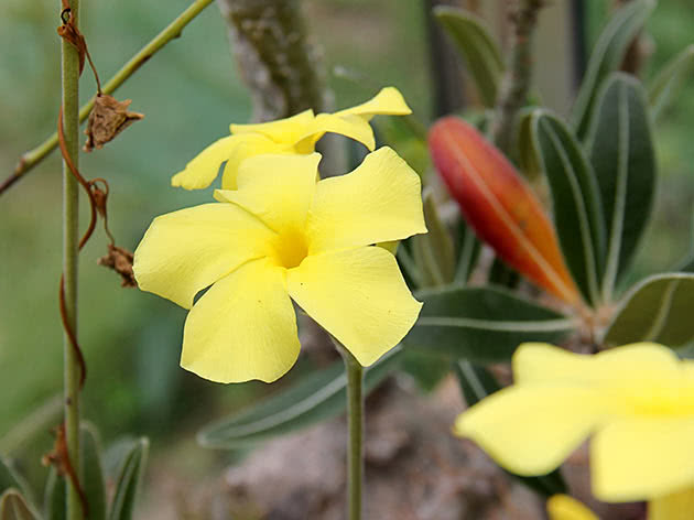 Пахіподіум розетковий (Pachypodium rosulatum)