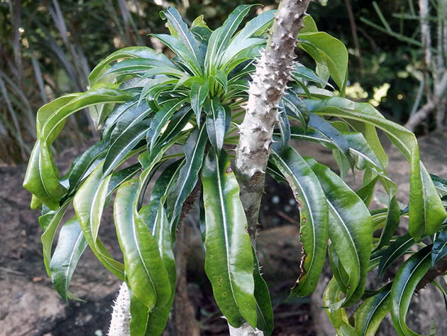 Пахіподіум Рутенберга (Pachypodium rutenbergianum)