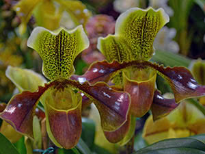 Орхидея пафиопедилум: уход в домашних условиях