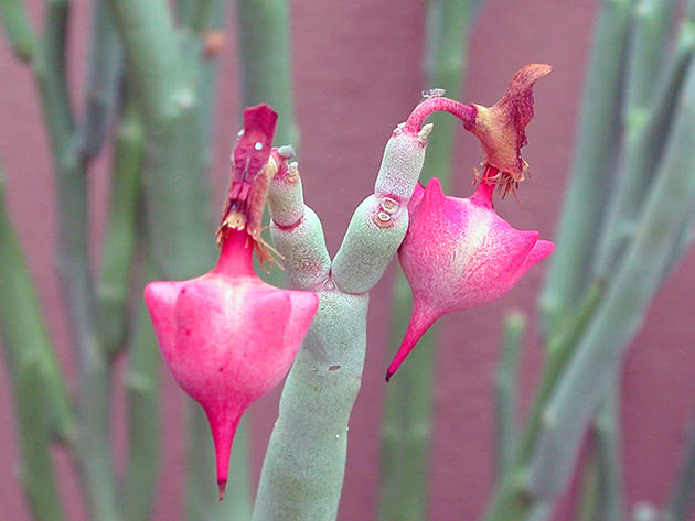 Педилантус крупноплодный (Pedilanthus macrocarpus)