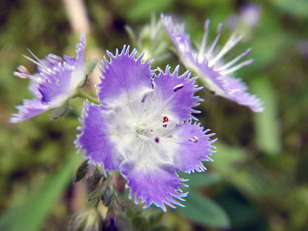 Фацелія Пурша (Phacelia purshii)