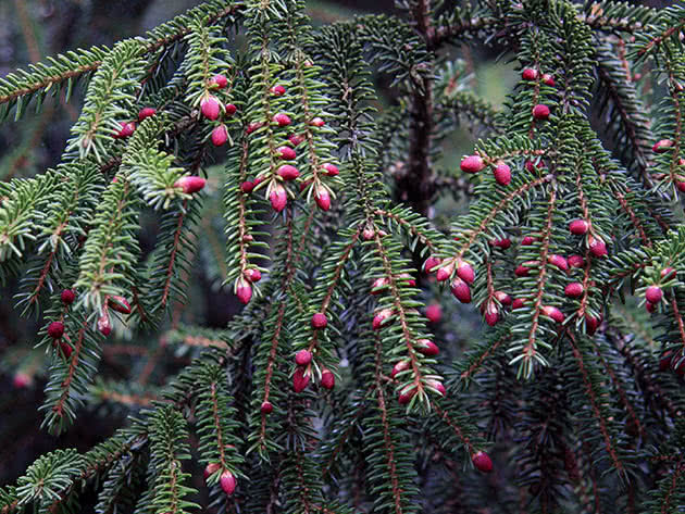 Ялина східна (Picea orientalis)