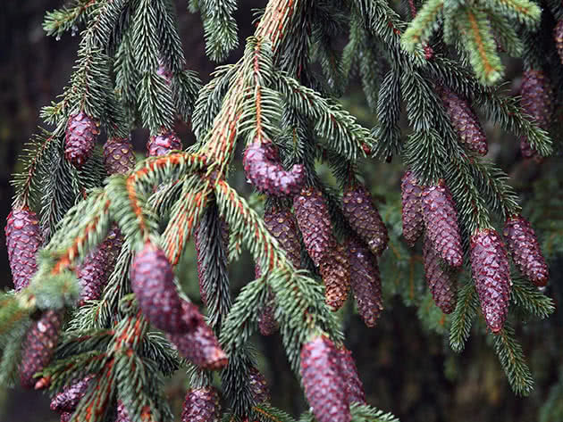 Ялина звичайна (Picea abies)