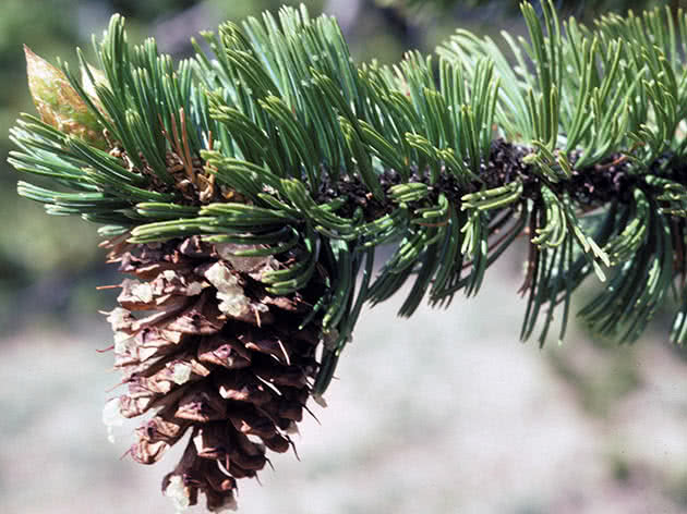 Сосна брістольська (Pinus aristata)