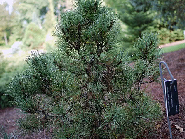 Сосна кедрова європейська (Pinus cembra)