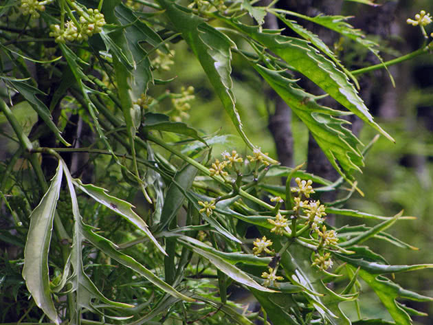 Полісциас папоротелистий (Polyscias filicifolia)