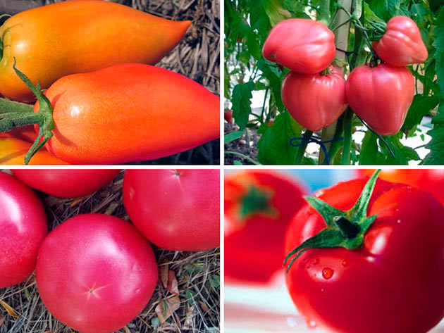 Сорти помідорів