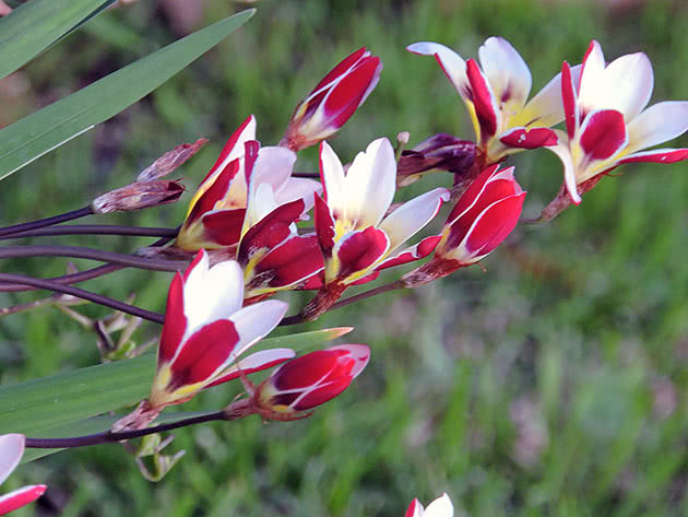 Спараксис грандифлора (Sparaxis grandiflora)