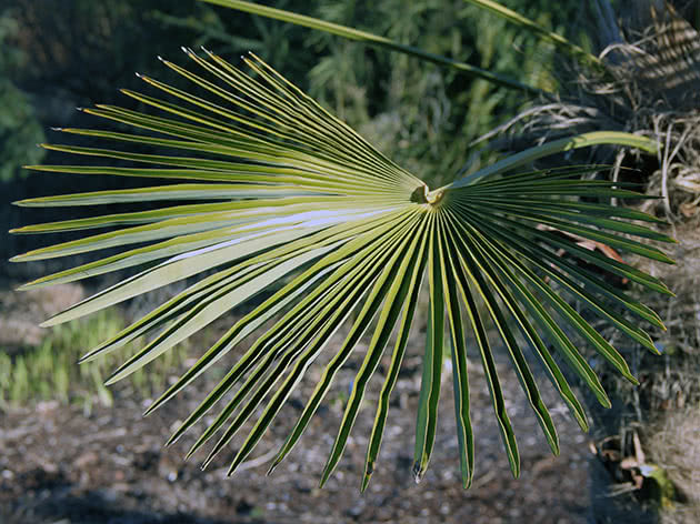 Трахикарпус Форчуна (Trachycarpus fortunei)