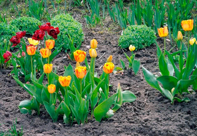 Як цвітуть тюльпани