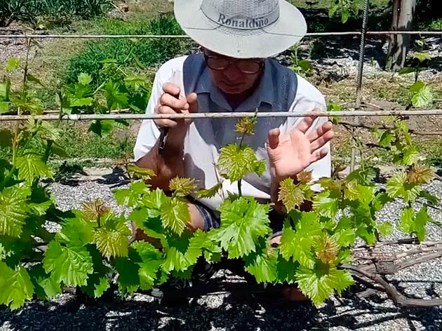 Подвязывание винограда