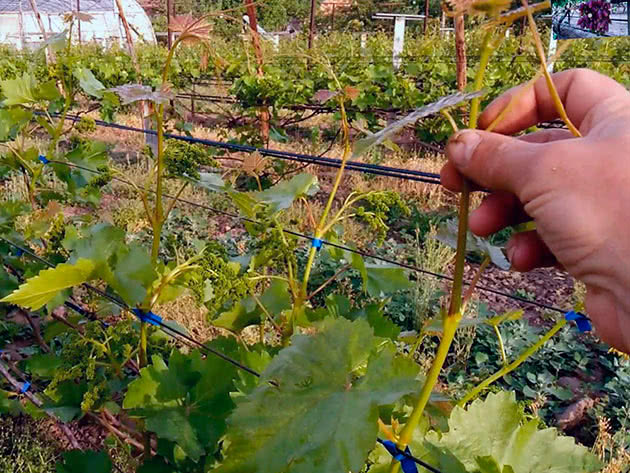 Нормирование винограда