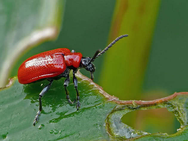 Красный жук