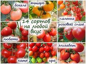 14 гибридных сортов томата