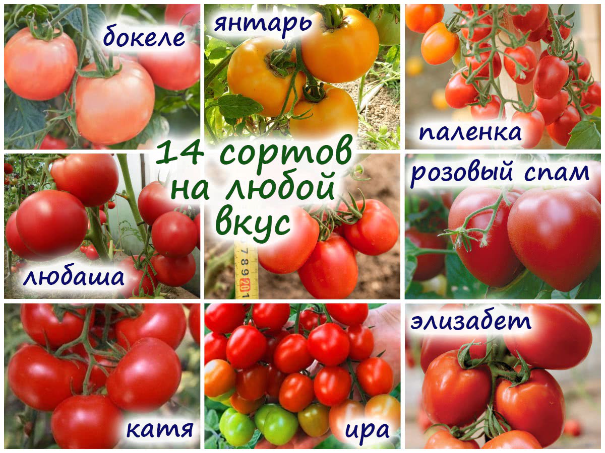 14 гибридных сортов томата