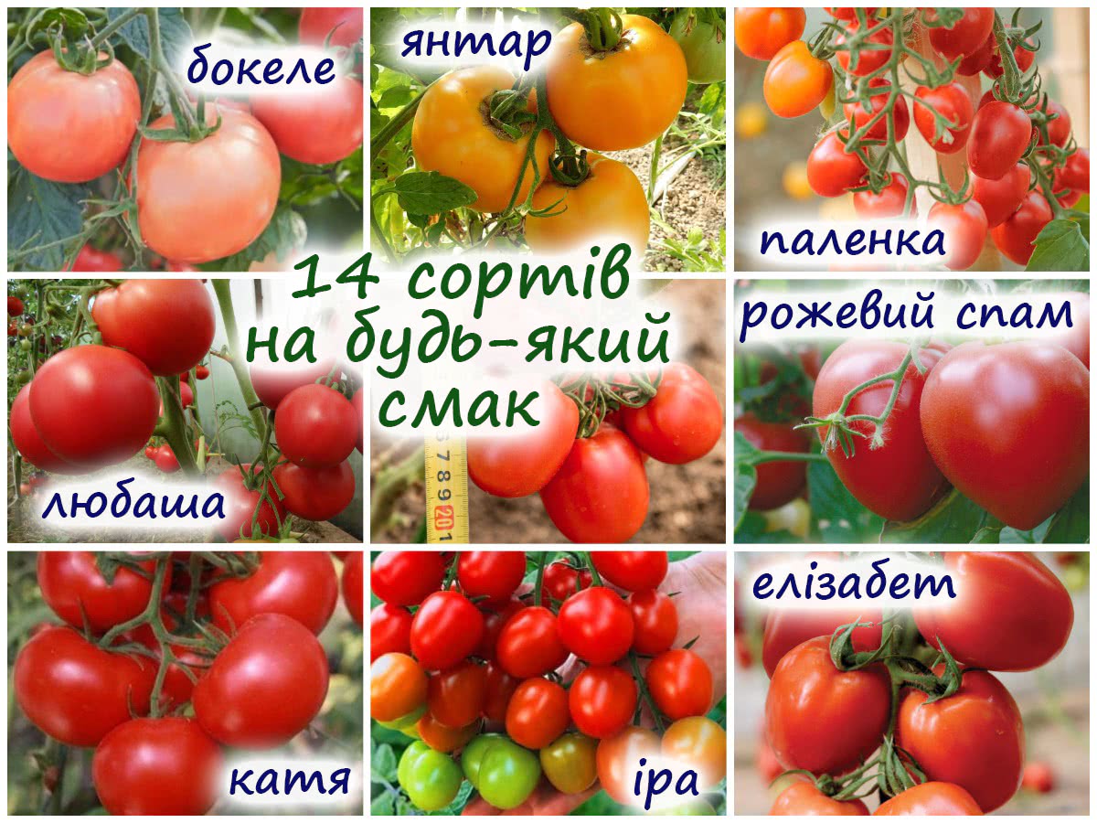 14 гібридних сортів томату