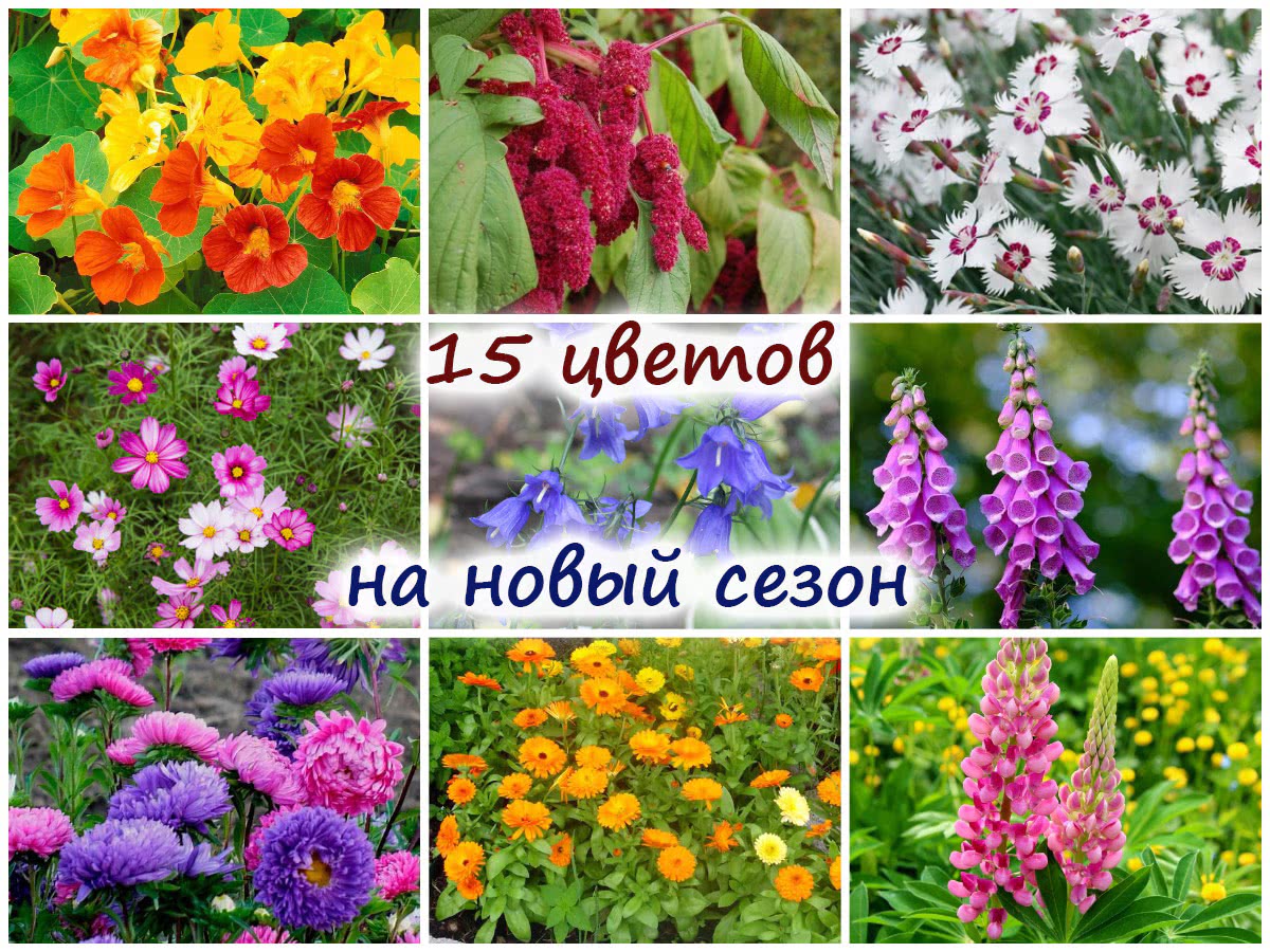 15 цветов для безрассадного выращивания