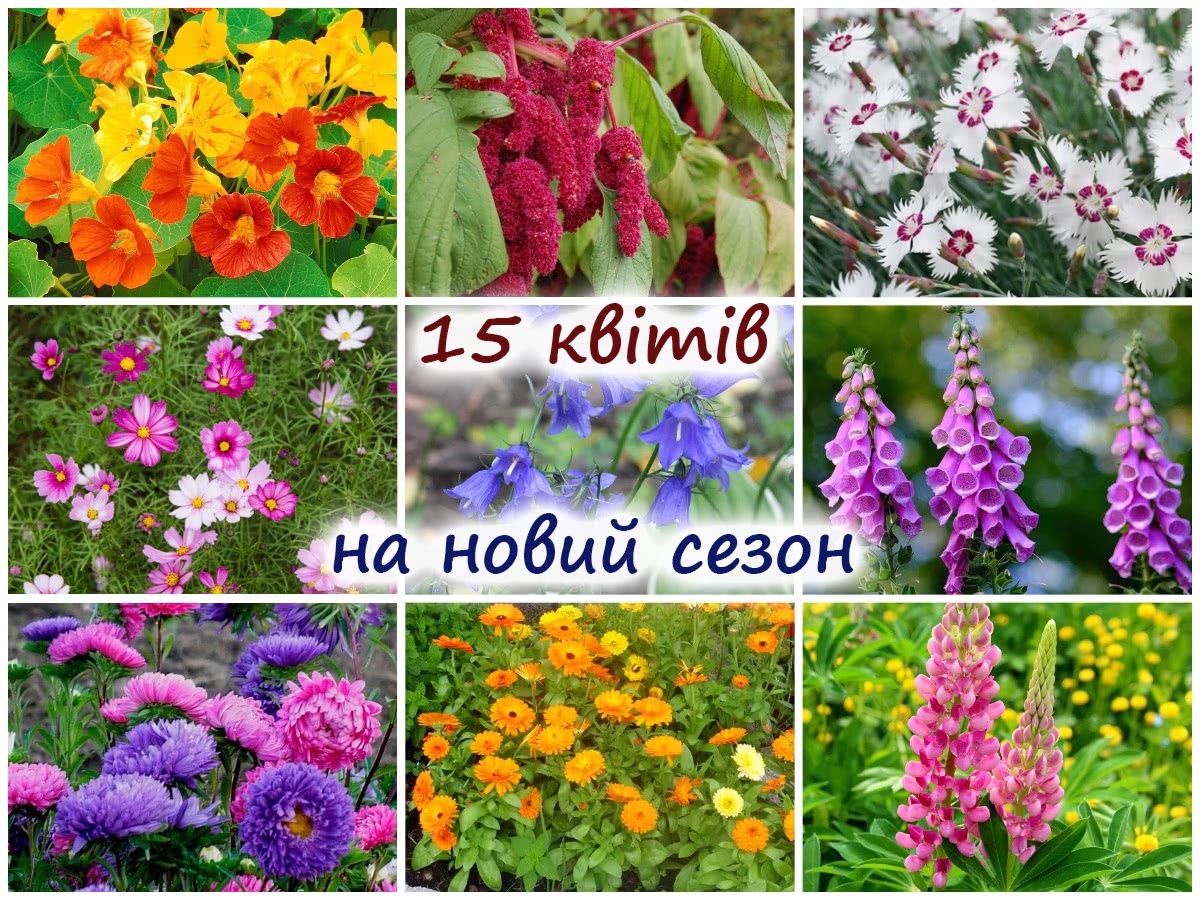 15 квітів для безрозсадного вирощування