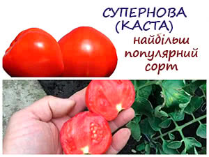 Сорти помідорів Каста та Дебют