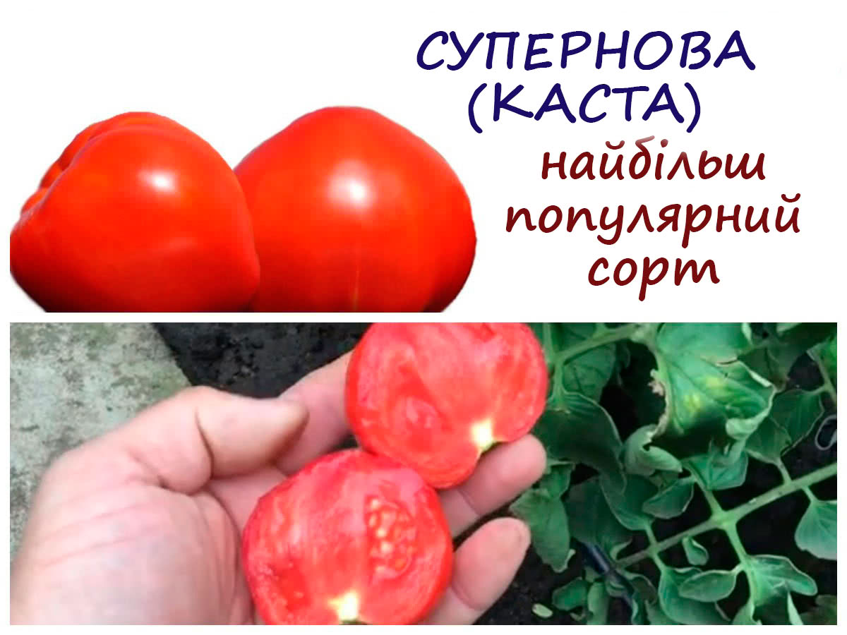 Сорти помідорів Каста та Дебют