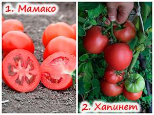 Сорта томатов Мамако и Хапинет