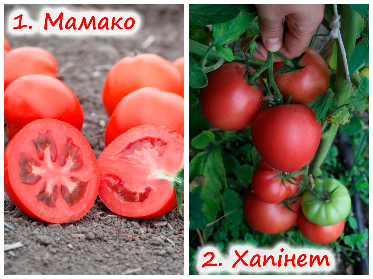 Сорти томатів Мамако та Хапінет