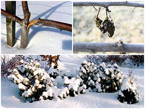 7 садових робіт на зиму