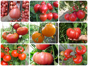 5+4 сорта томатов