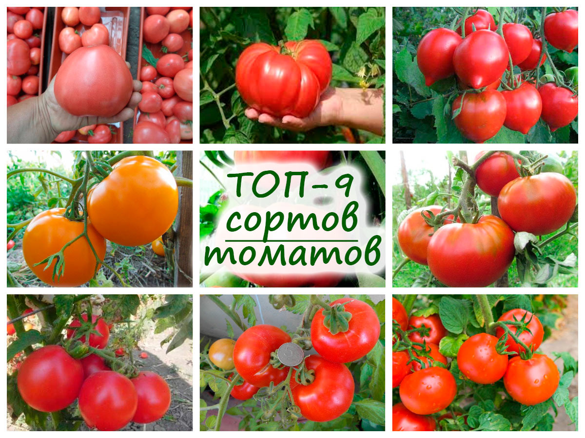 5+4 четыре сорта томатов