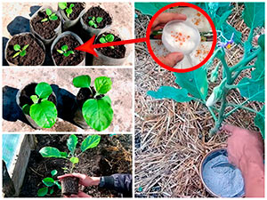 Выращивание баклажанов