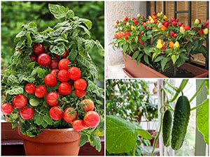 Овощи для выращивания на балконе