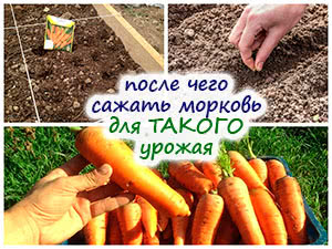 Выращиваем большую морковь