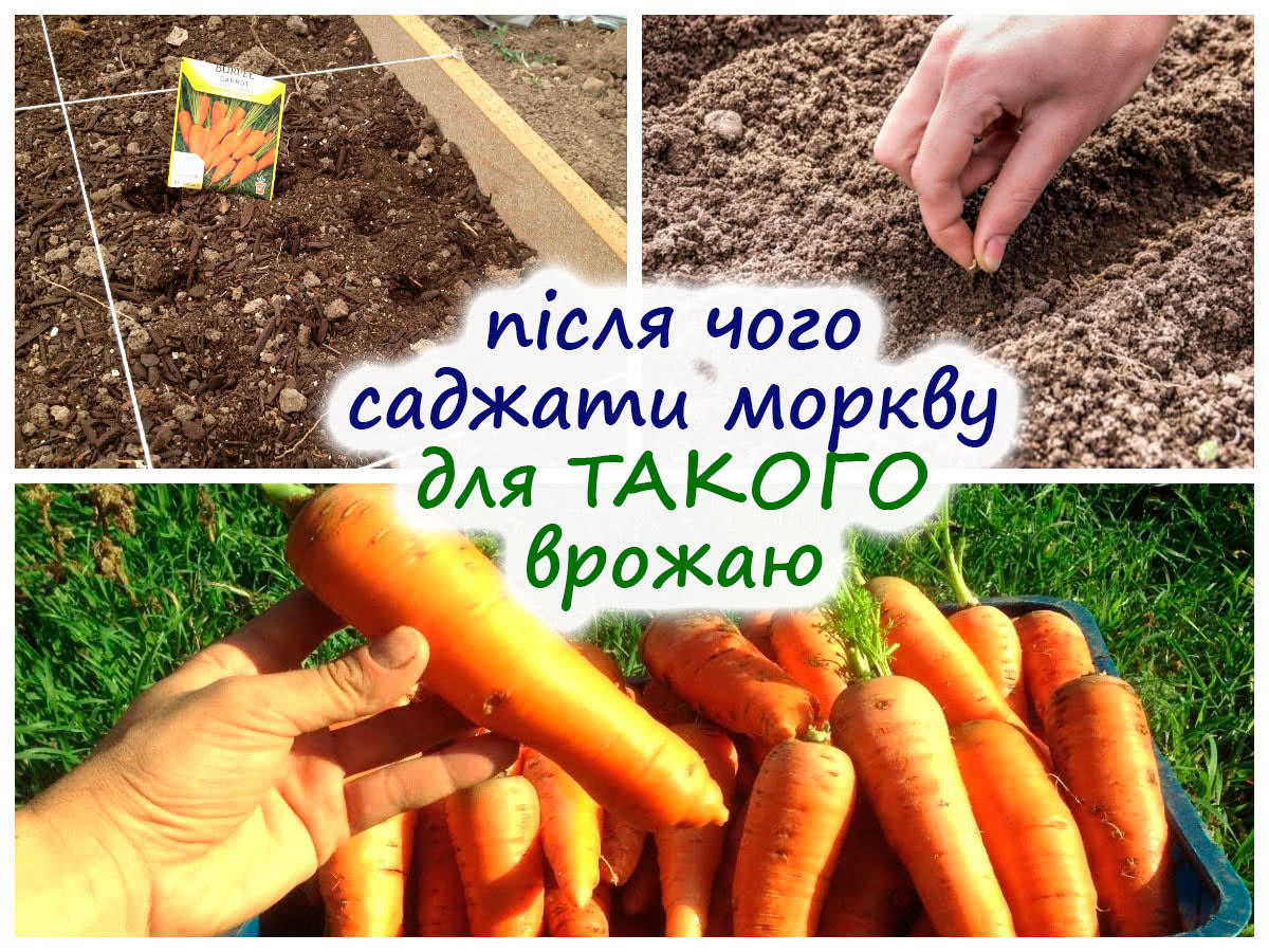 Вирощуємо велику моркву