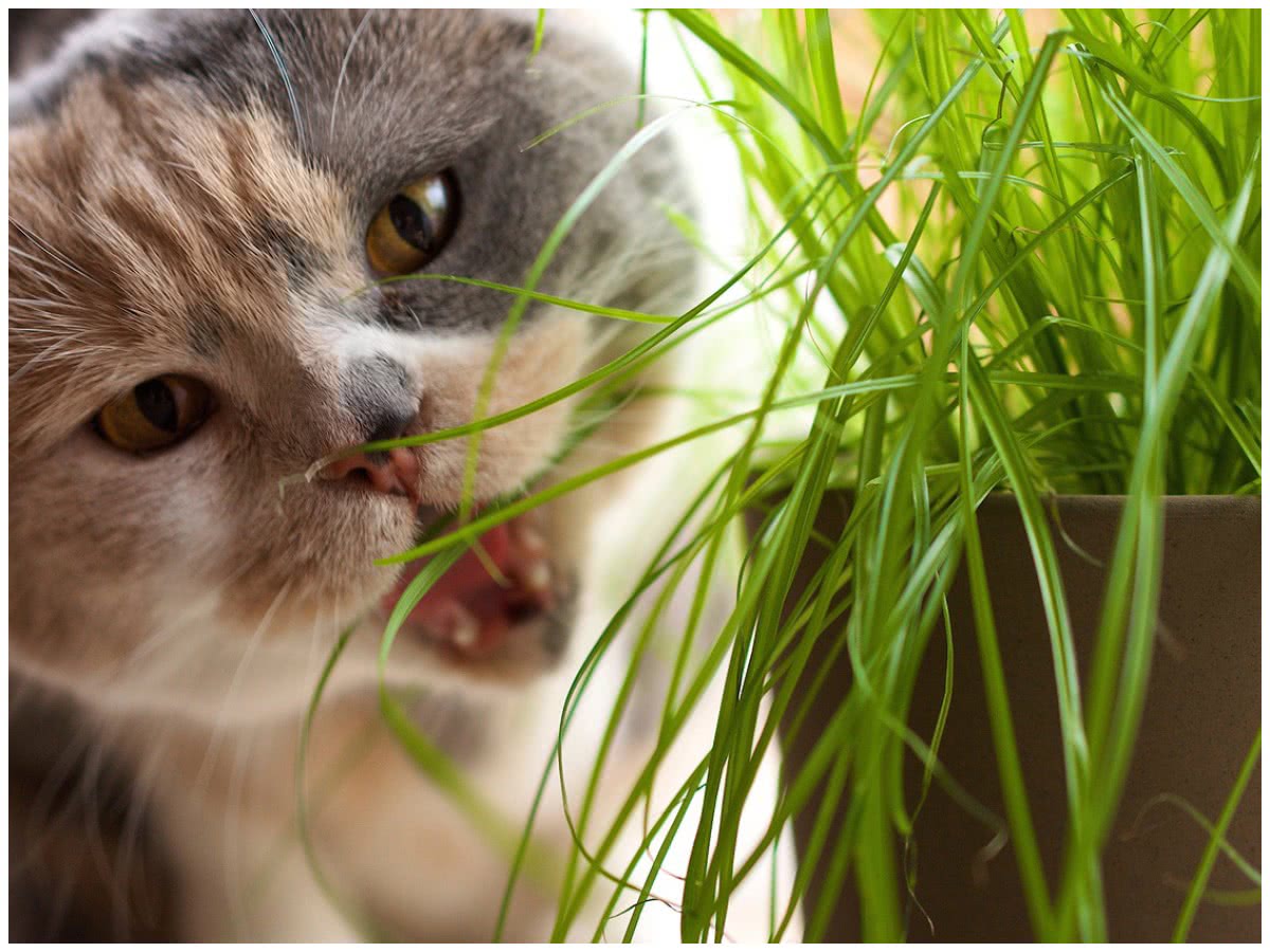 Котяча трава для котів