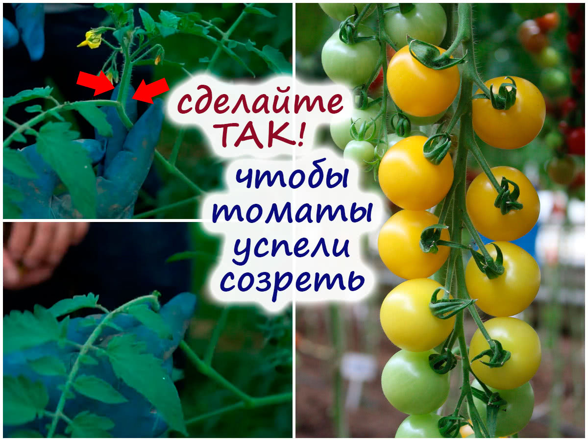 Прищипывание томатов для созревания